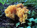 Ramaria aurea-amf404-1